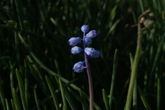Muscari parviflorum
