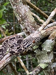 Corallus hortulana
