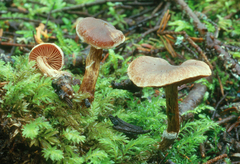 Cortinarius flexipes