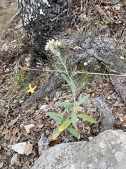 Pseudognaphalium obtusifolium