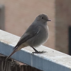 Phoenicurus ochruros