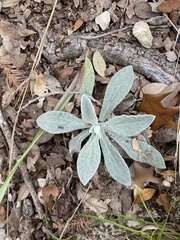 Pseudognaphalium obtusifolium