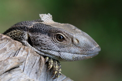 Varanus albigularis albigularis