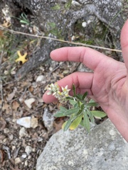 Pseudognaphalium obtusifolium