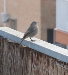Phoenicurus ochruros