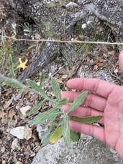 Pseudognaphalium obtusifolium