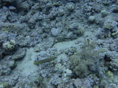 Cephalopholis miniata