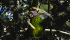 Amazona brasiliensis