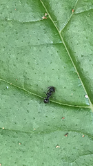 Dolichoderus thoracicus