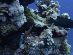 Cephalopholis miniata