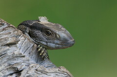 Varanus albigularis albigularis
