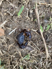 Pachygrapsus transversus