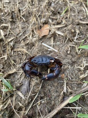 Pachygrapsus transversus