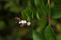 Volkameria inermis