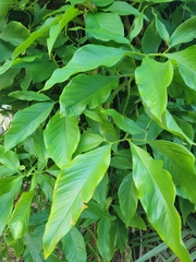 Syngonium angustatum