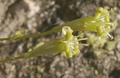 Silene viridiflora