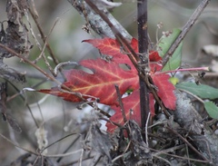 Polymnia canadensis