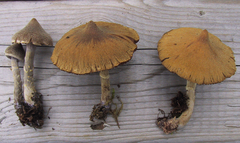 Cortinarius flexipes