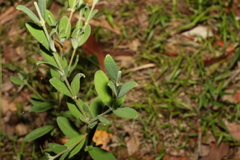 Pimelea altior