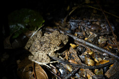 Oreobates quixensis