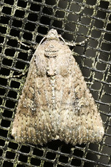 Condica sutor