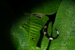 Gonatodes concinnatus