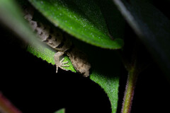 Gonatodes concinnatus