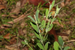 Pimelea altior