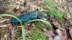 Ctenoscelis acanthopus