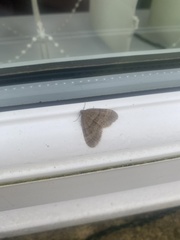 Operophtera brumata