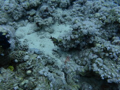 Pseudanthias squamipinnis