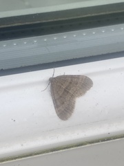 Operophtera brumata