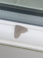 Operophtera brumata