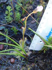 Drosera zeyheri