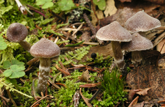 Cortinarius fagetorum