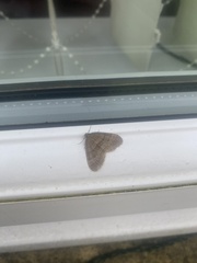 Operophtera brumata