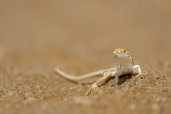 Meroles suborbitalis