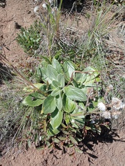 Senecio speciosus