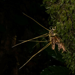 Akanthomyces tuberculatus