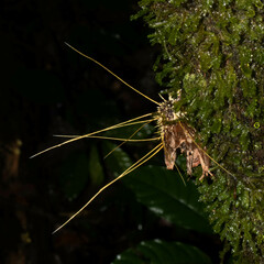 Akanthomyces tuberculatus