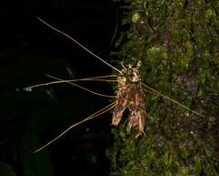 Akanthomyces tuberculatus