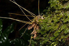 Akanthomyces tuberculatus