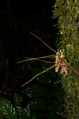 Akanthomyces tuberculatus