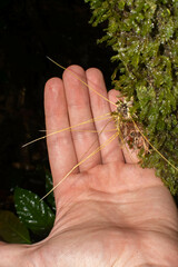 Akanthomyces tuberculatus