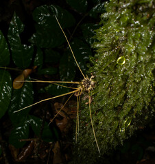 Akanthomyces tuberculatus