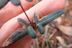 Phytoliriomyza felti