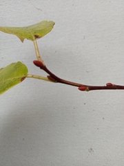 Salix caprea