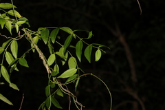 Secamone elliptica