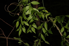 Secamone elliptica