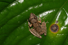 Pristimantis kichwarum